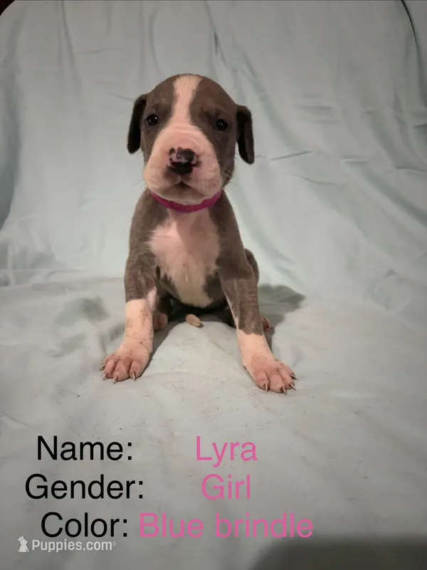 Lyra – Great Dane puppy for sale in Crystal River, FL
