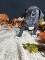 Freedom , a male Great Dane for sale in Crystal River, FL – 2 of 5