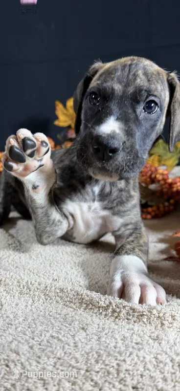 Mensa – Great Dane puppy for sale in Crystal River, FL
