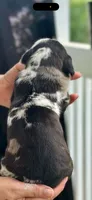 Justice , a male Great Dane for sale in Crystal River, FL – 4 of 4