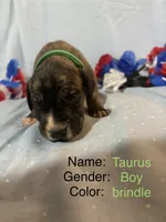 Taurus , a male Great Dane for sale in Crystal River, FL – 4 of 7