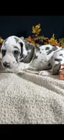 Sparkler, a female Great Dane for sale in Crystal River, FL – 7 of 10