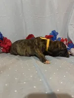 Hercules, a male Great Dane for sale in Crystal River, FL – 4 of 4