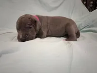 Firecracker , a female Great Dane for sale in Crystal River, FL – 2 of 3