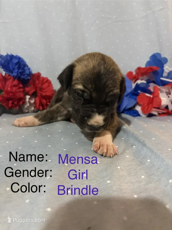 Mensa – Great Dane puppy for sale in Crystal River, FL