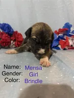 Mensa, a female Great Dane for sale in Crystal River, FL – 1 of 2