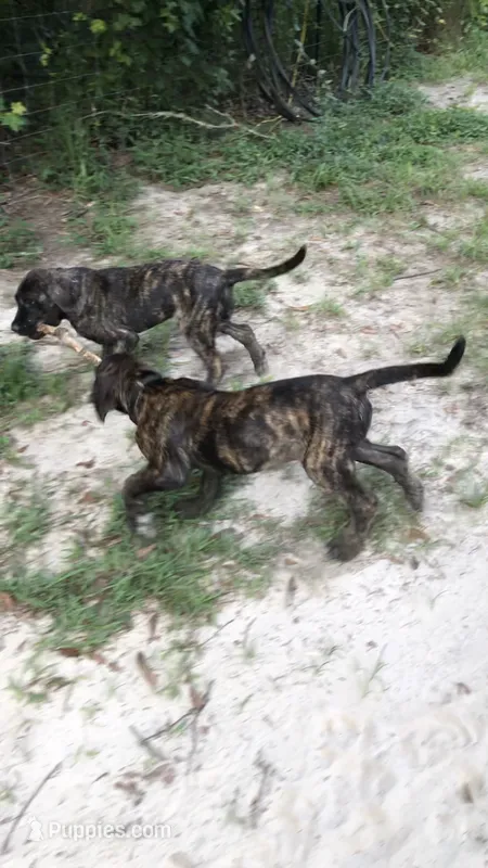 Chase – English Mastiff puppy for sale in Enterprise, AL
