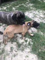 Honor, a male English Mastiff for sale in Enterprise, AL – 3 of 5