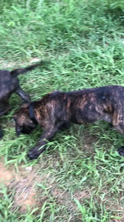 Rivers, a male English Mastiff for sale in Enterprise, AL – 4 of 4