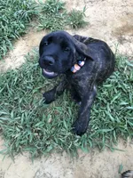 Chase, a male English Mastiff for sale in Troy, AL – 2 of 2