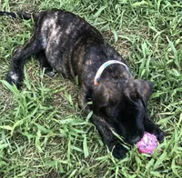 Chase, a male English Mastiff for sale in Troy, AL – 1 of 2