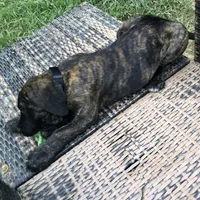 Rivers, a male English Mastiff for sale in Troy, AL – 2 of 3