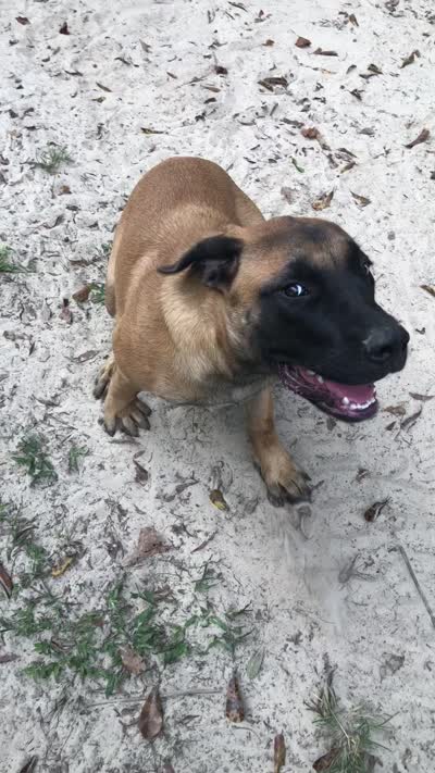 Honor, a male English Mastiff for sale in Enterprise, AL – 5 of 5