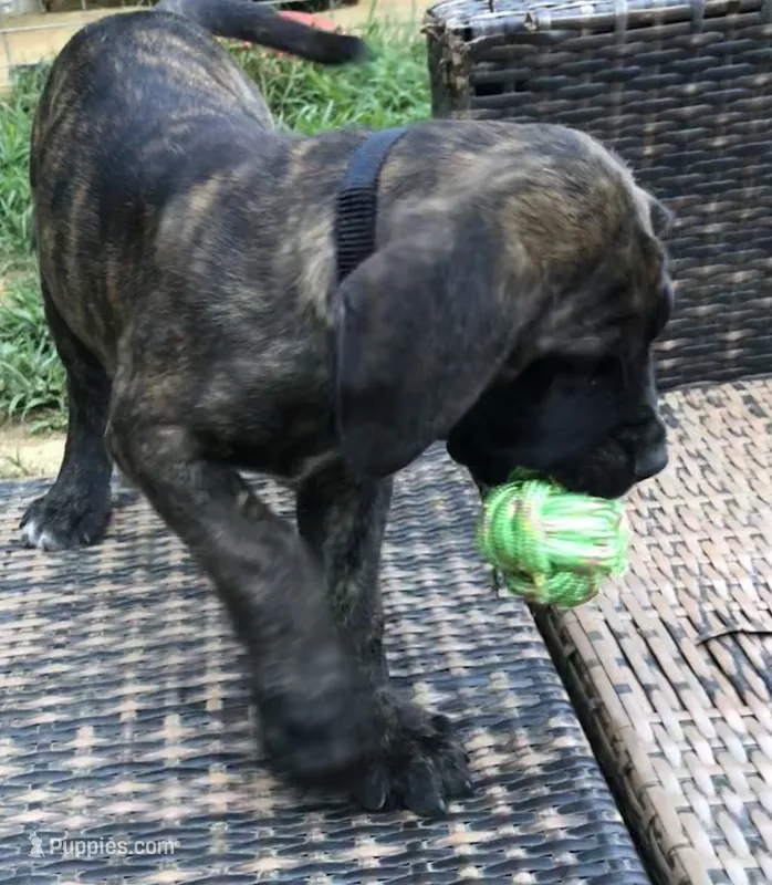 Rivers – English Mastiff puppy for sale in Troy, AL