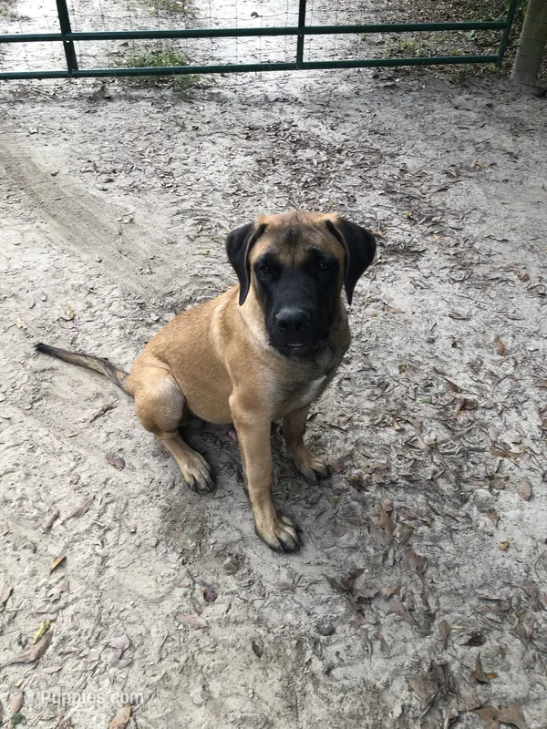 Honor – English Mastiff puppy for sale in Enterprise, AL