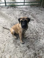 Honor, a male English Mastiff for sale in Enterprise, AL – 1 of 5