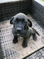 Rivers, a male English Mastiff for sale in Troy, AL – 3 of 3