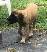 Honor, a male English Mastiff for sale in Enterprise, AL – 2 of 5