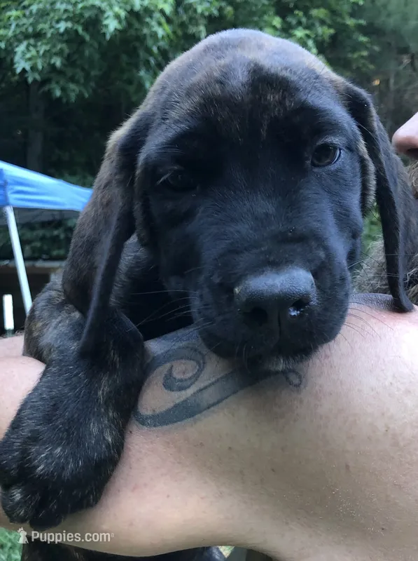 Chase – English Mastiff puppy for sale in Enterprise, AL