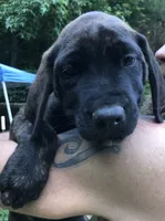 Chase, a male English Mastiff for sale in Enterprise, AL – 1 of 3