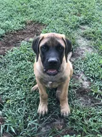 Honor, a male English Mastiff for sale in Enterprise, AL – 4 of 5
