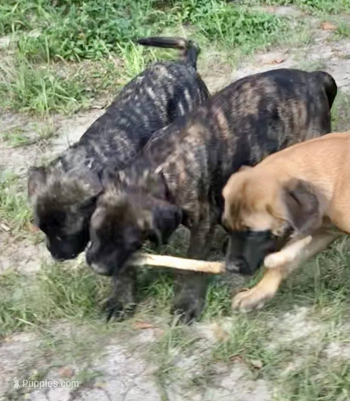 Rivers – English Mastiff puppy on hold in Enterprise, AL