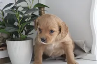 processed/511bc9f1-bb54-4555-9223-bcc421773d6b/listing/c77eea57-5a2d-4fcf-93e5-f9cb4c6a6782/7062afce-bf0f-4f91-8f93-44004eb0b130