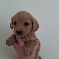 processed/511bc9f1-bb54-4555-9223-bcc421773d6b/listing/ea735d9e-8a17-48ad-beff-abe62dfba72b/f39c7bed-c1e0-4709-96eb-071a9bd322da