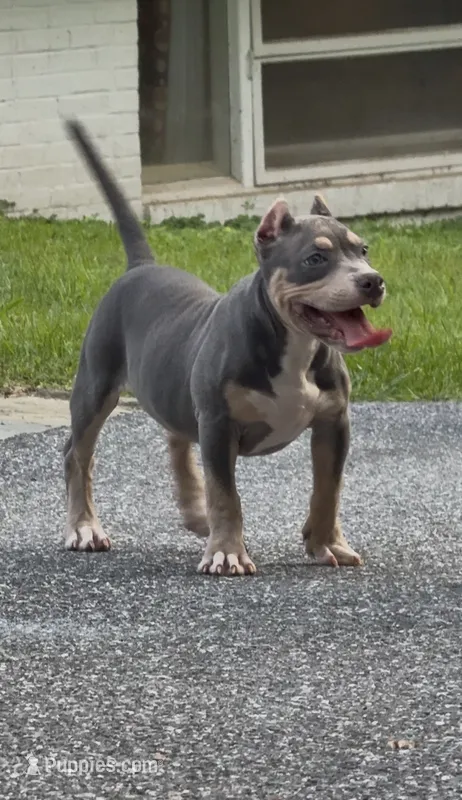Xena ( Blue tri female American Bully) – American Bully puppy for sale in Pikesville, MD