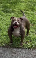 Kocoa , a female American Bully for sale in Pikesville, MD – 3 of 6