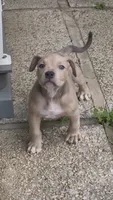 SIMBA (American Bully), a male American Bully for sale in Pikesville, MD – 2 of 8