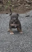 Enzo (Blue Tri American Bully), a male American Bully for sale in Pikesville, MD – 6 of 7