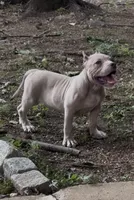 Tino (Blue Fawn male American Bully), a male American Bully for sale in Pikesville, MD – 3 of 8