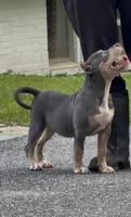 Xena ( Blue tri female American Bully), a female American Bully for sale in Pikesville, MD – 6 of 7