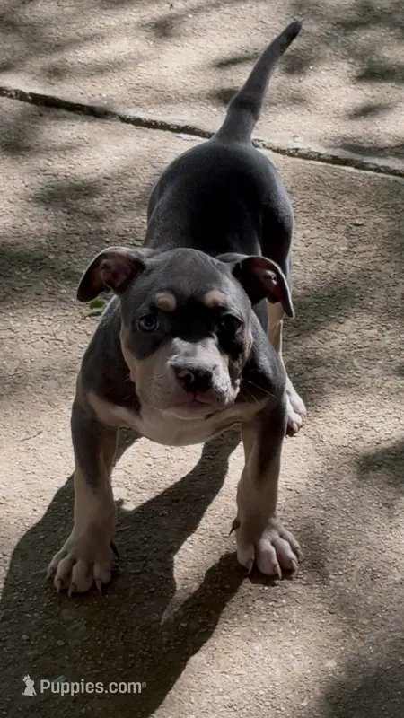 Xena ( Blue tri female American Bully) – American Bully puppy for sale in Pikesville, MD