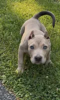 SIMBA (American Bully), a male American Bully for sale in Pikesville, MD – 4 of 10