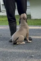 SIMBA (American Bully), a male American Bully for sale in Pikesville, MD – 9 of 10