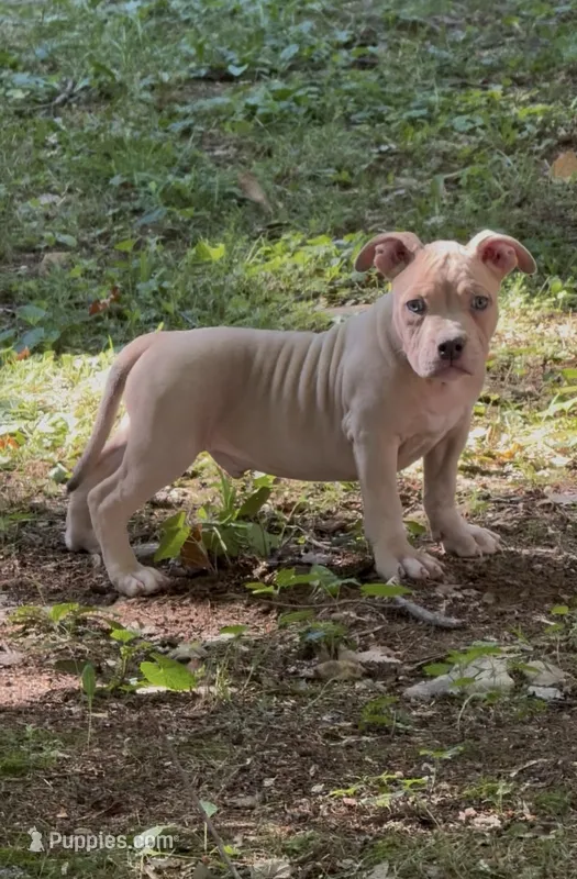 Tino (Blue Fawn male American Bully) – American Bully puppy for sale in Pikesville, MD