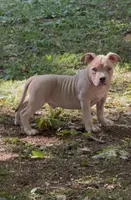 Tino (Blue Fawn male American Bully), a male American Bully for sale in Pikesville, MD – 8 of 8