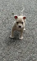Tino (Blue Fawn male American Bully), a male American Bully for sale in Pikesville, MD – 3 of 8