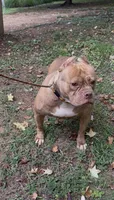 Venus , a female American Bulldog for sale in Pikesville, MD – 5 of 5