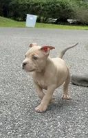 Tino (Blue Fawn male American Bully), a male American Bully for sale in Pikesville, MD – 2 of 8