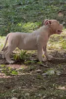 Tino (Blue Fawn male American Bully), a male American Bully for sale in Pikesville, MD – 6 of 8