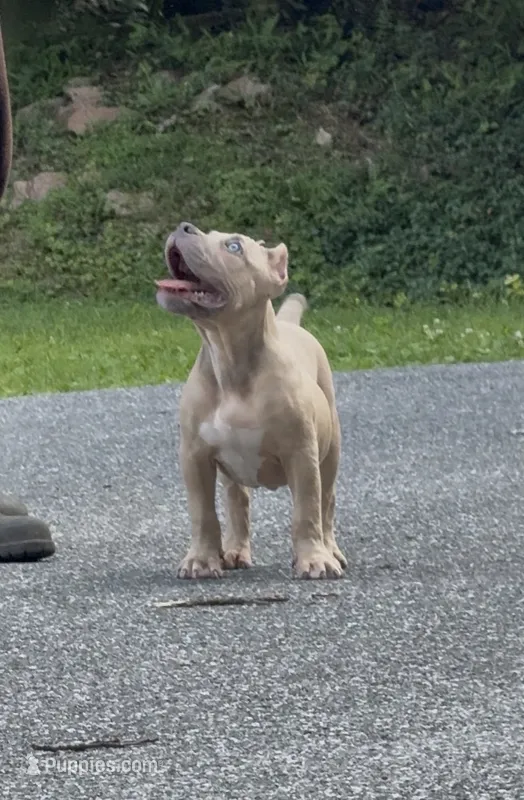 SEMMI (American Bully Puppy) – American Bully puppy for sale in Pikesville, MD
