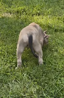 SIMBA (American Bully), a male American Bully for sale in Pikesville, MD – 6 of 10