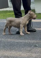 SIMBA (American Bully), a male American Bully for sale in Pikesville, MD – 8 of 10