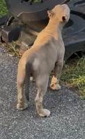 SIMBA (American Bully), a male American Bully for sale in Pikesville, MD – 3 of 10