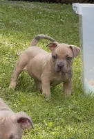 SEMMI (American Bully Puppy), a male American Bully for sale in Pikesville, MD – 2 of 4
