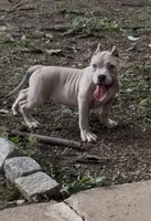 Tino (Blue Fawn male American Bully), a male American Bully for sale in Pikesville, MD – 7 of 8