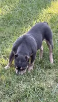 Xena ( Blue tri female American Bully), a female American Bully for sale in Pikesville, MD – 5 of 8
